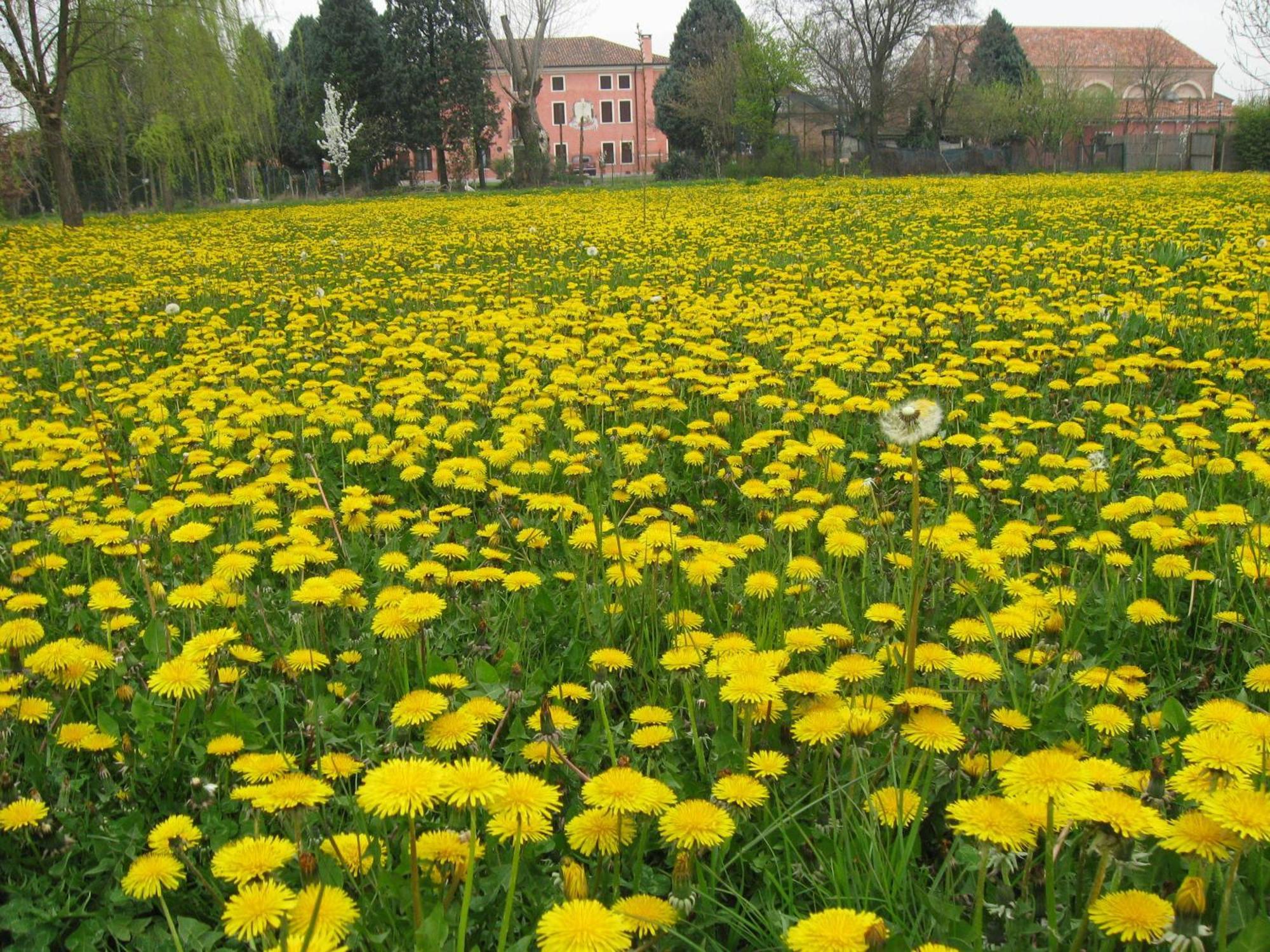 Bordeghina B&B In Farmhouse Pontecchio Polesine エクステリア 写真