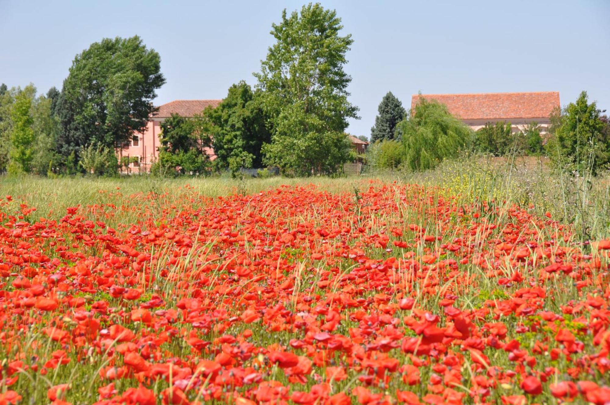 Bordeghina B&B In Farmhouse Pontecchio Polesine エクステリア 写真